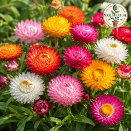 Helichrysum Bracteatum Dwarf Mixed Flower Seeds