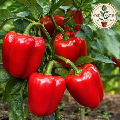 Hybrid Capsicum Red Seeds