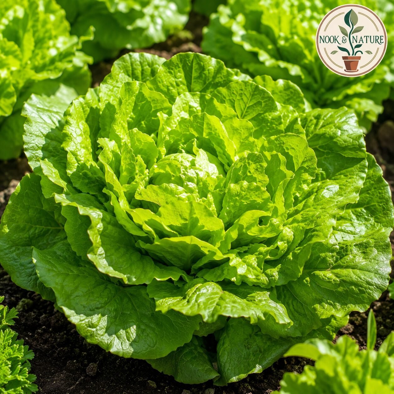 Hybrid Lettuce Seeds