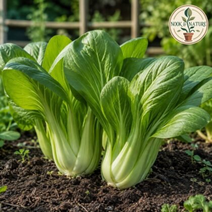 Hybrid Pak Choi Seeds