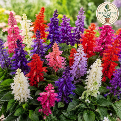 Hybrid Salvia Mixed Flower Seeds