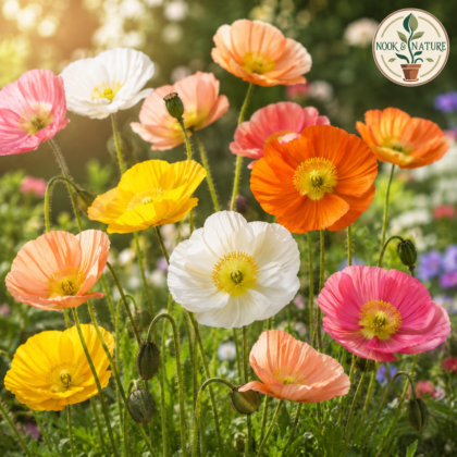 Iceland Poppy Nudicaule Mixed Flower Seeds