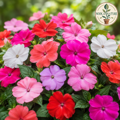 Impatiens Baby Mixed Flower Seeds