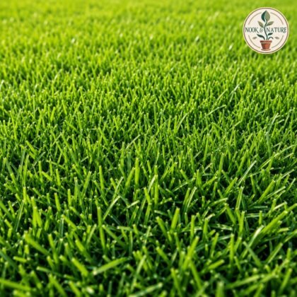 Imported Bermuda Grass Seeds