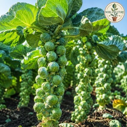 Imported Brussels Sprouts Seeds