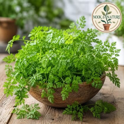 Imported Chervil Herb Seeds