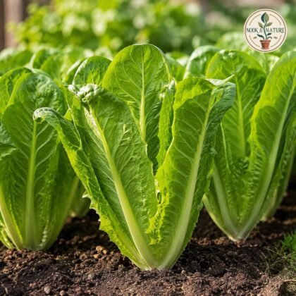 Imported Lettuce Romaine Seeds