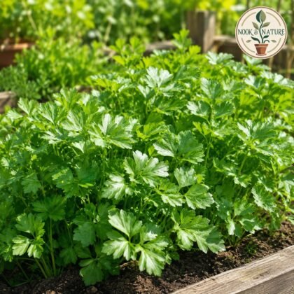 Imported Parsley Common Smooth Leaves Seeds
