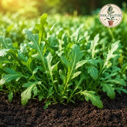 Imported Rocket Salad Leaves Seeds