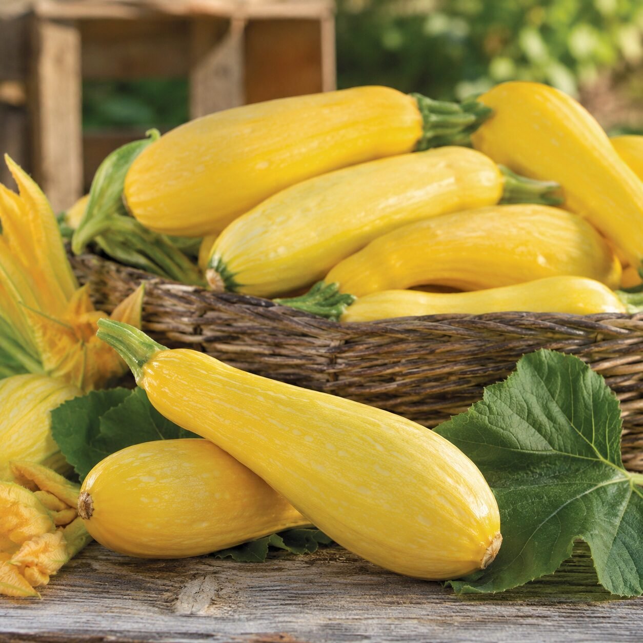 Imported Squash Yellow Seeds - Image 2