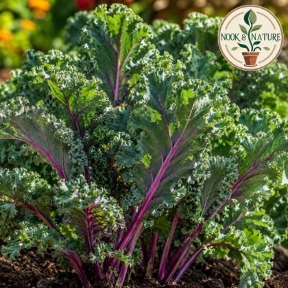 Kale Red Russian Seeds
