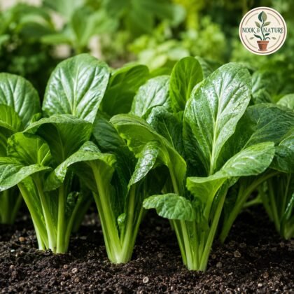 Komatsuna Asia Green Leaf Seeds