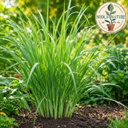 Lemongrass Herb Seeds