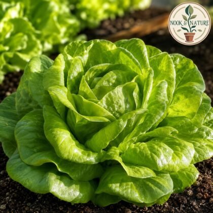 Lettuce Butter Head Green Seeds