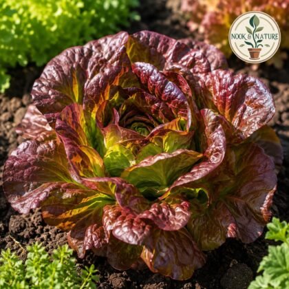 Lettuce Butter Head Red Seeds