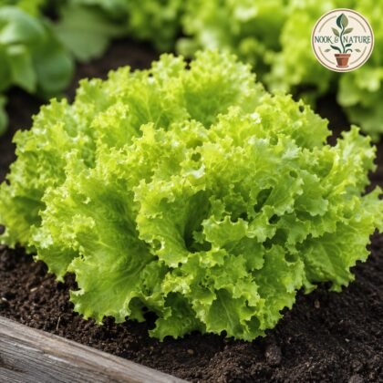 Lettuce Grand Rapids Seeds