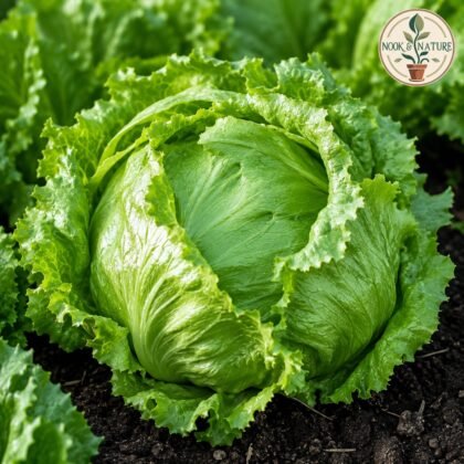 Lettuce Iceberg Salista Seeds