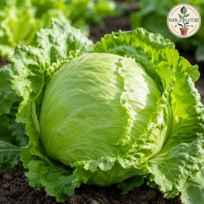 Lettuce Iceberg Seeds