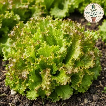 Lettuce Ivonina Batavia Seeds