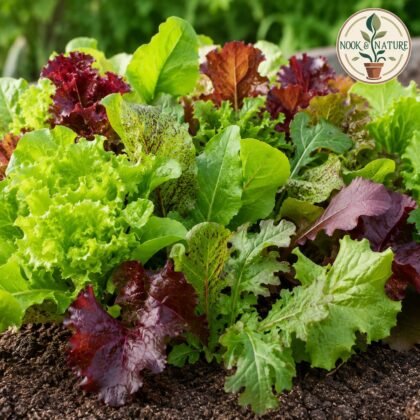 Lettuce Misticanza Mixed Seeds