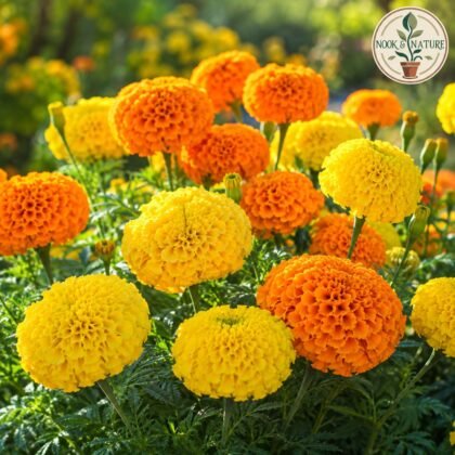 Marigold Cracker Jack Flower Seeds