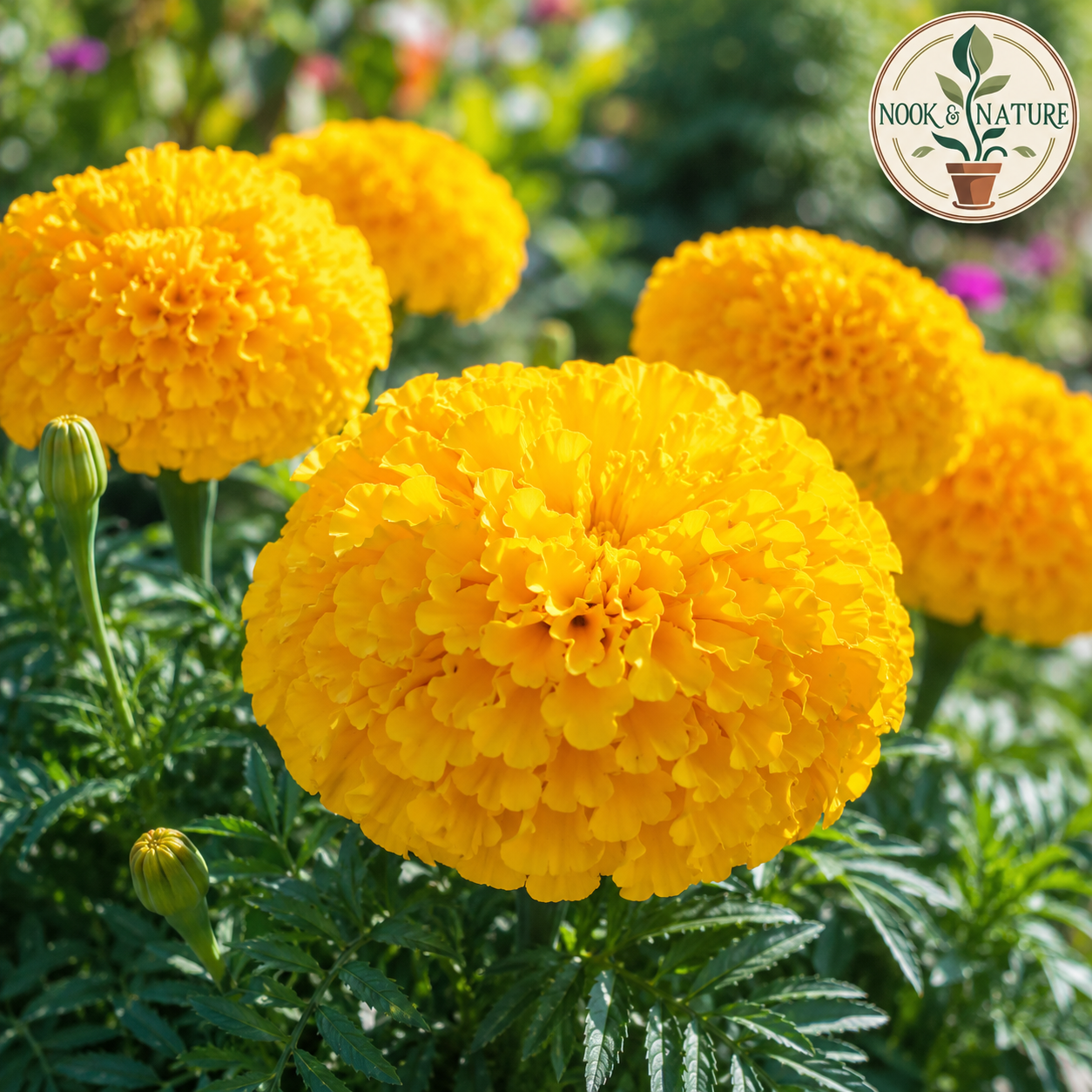 Marigold Inca Yellow Flower Seeds