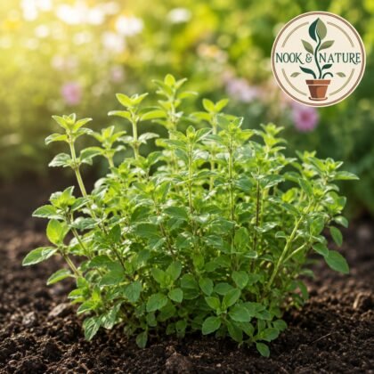 Marjoram Herb Seeds