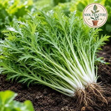 Mizuna Asia Greens Seeds