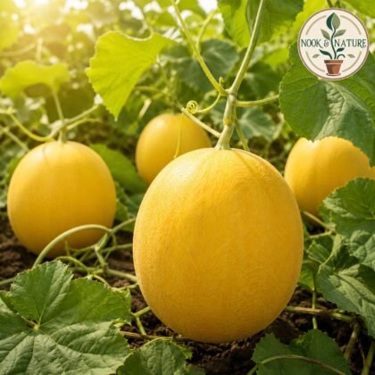 Musk Melon Shradha Yellow Canary Seeds