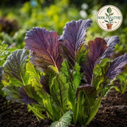 Mustard Asia Salad Red Giant Seeds