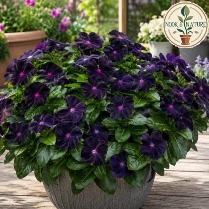 Nana Vinca Black Purple Flower Seeds