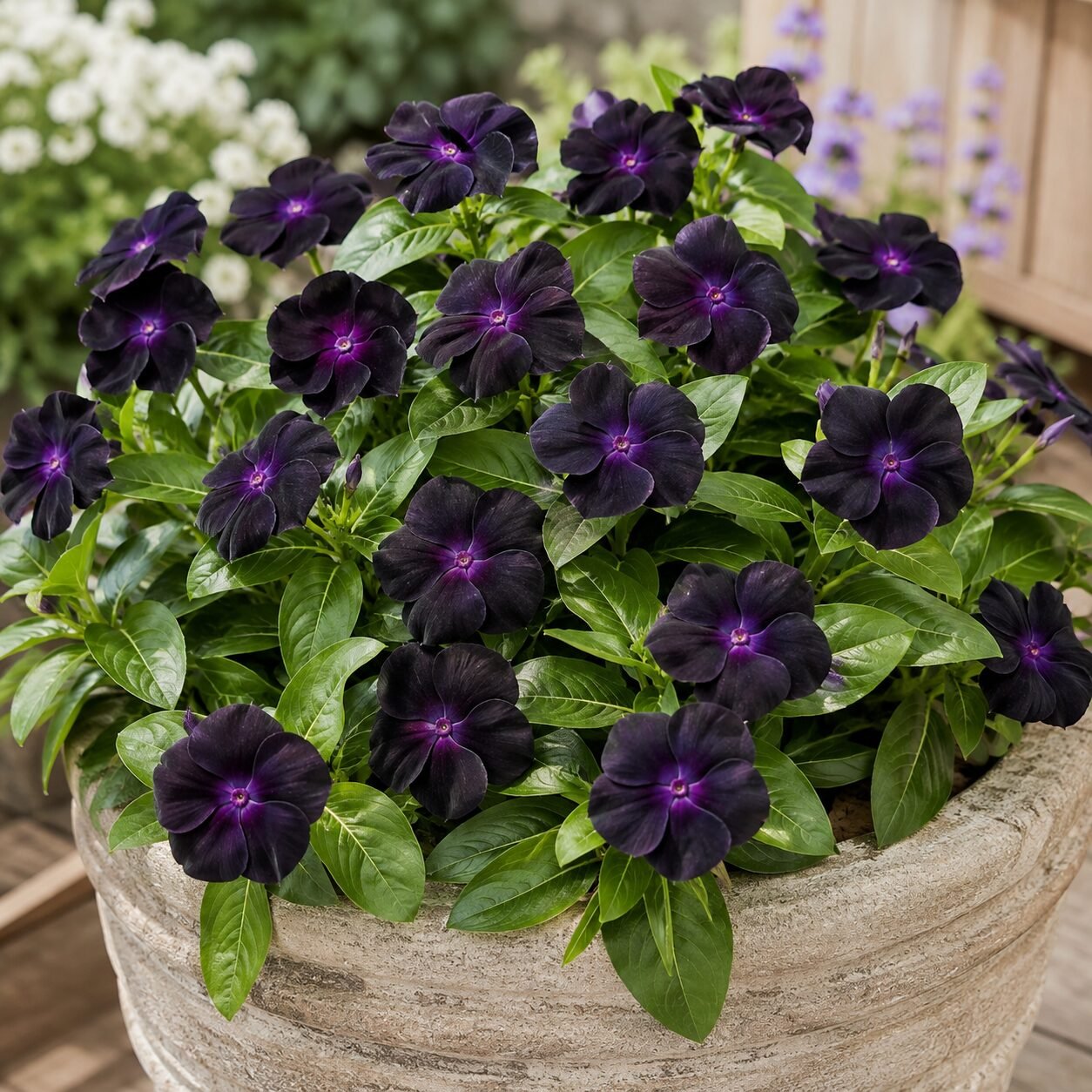 Nana Vinca Black Purple Flower Seeds - Image 2