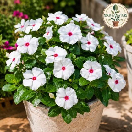 Nana Vinca Little Bright Eyes Flower Seeds