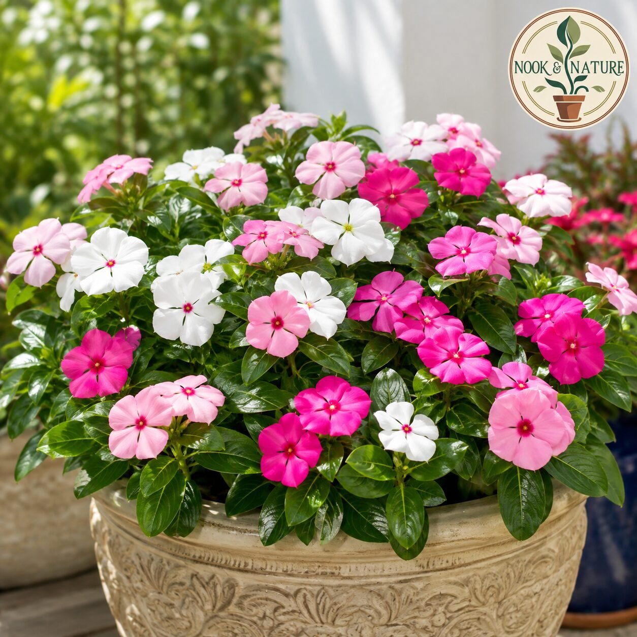 Nana Vinca Mixed Flower Seeds
