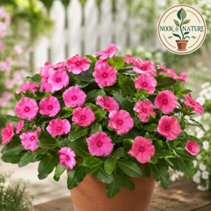 Nana Vinca Rose Flower Seeds