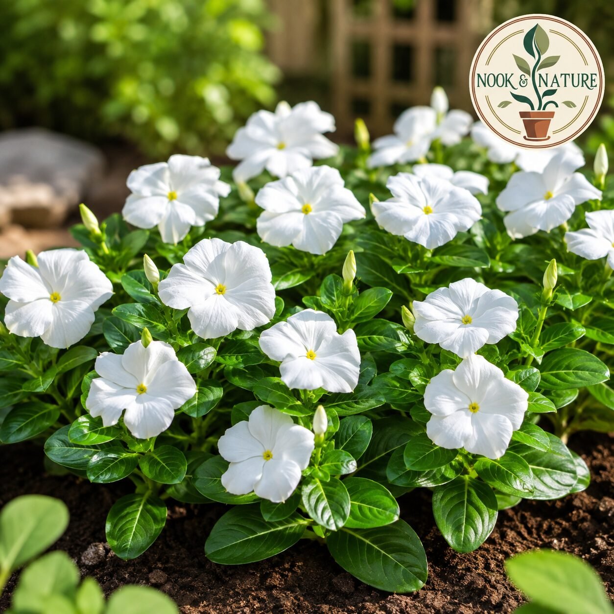 Nana Vinca White Flower Seeds