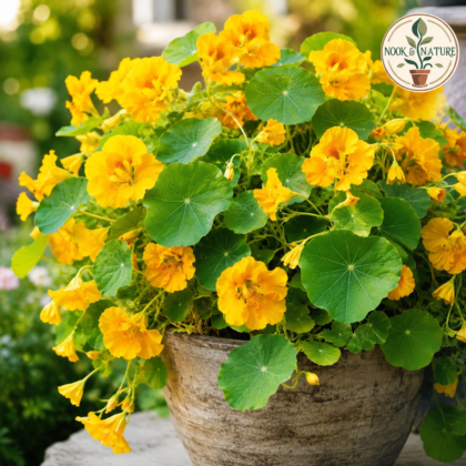Nasturtium Golden Yellow Flower Seeds