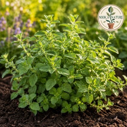 Oregano Herb Seeds