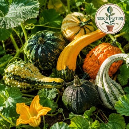 Ornamental Squash Seeds