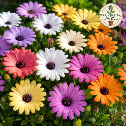 Osteospermum Dimorphotheca Mixed Flower Seeds