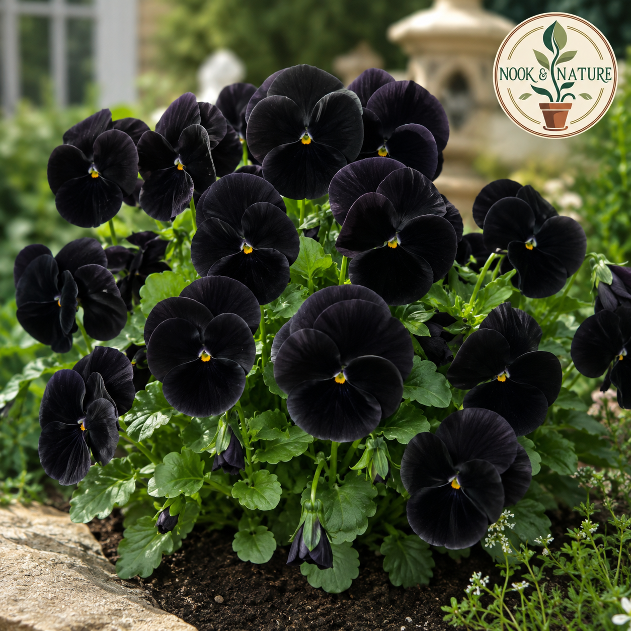 Pansy Black Panther Flower Seeds