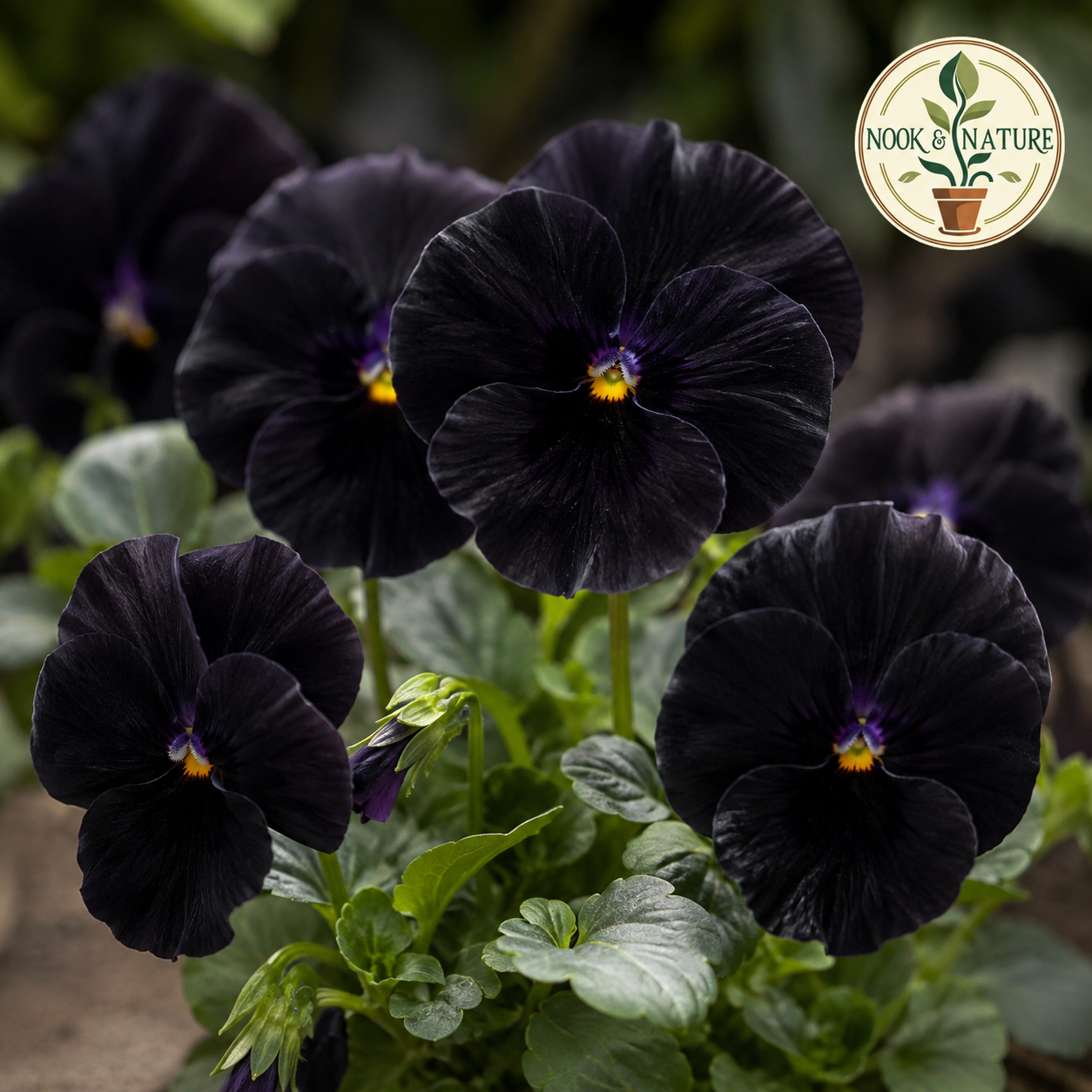 Pansy Black with Blotch Flower Seeds