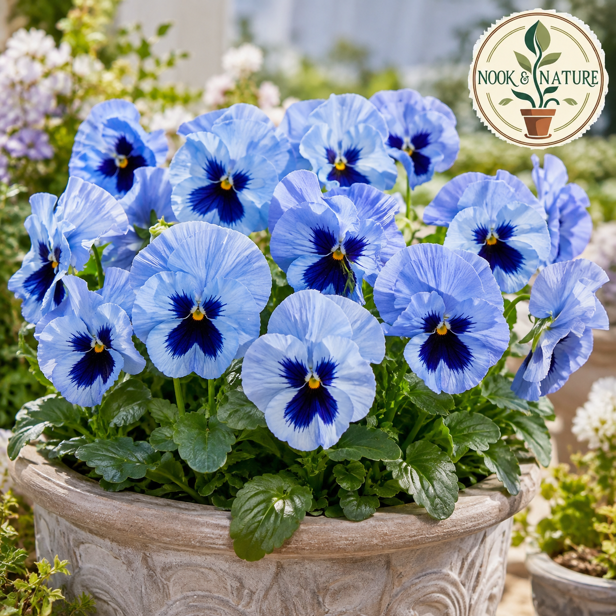 Pansy Celestial Sky Blue Blotch Flower Seeds