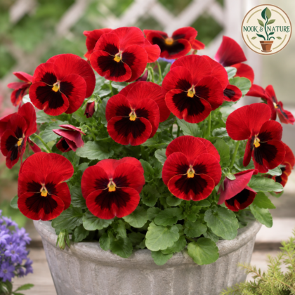 Pansy Scarlet Red Blotch Flower Seeds