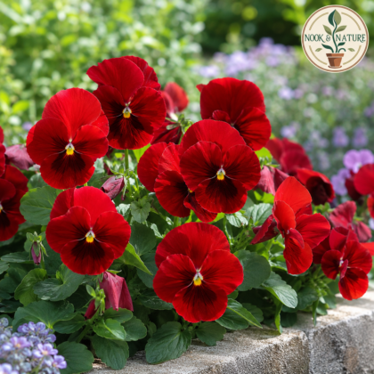 Pansy Scarlet Red Flower Seeds