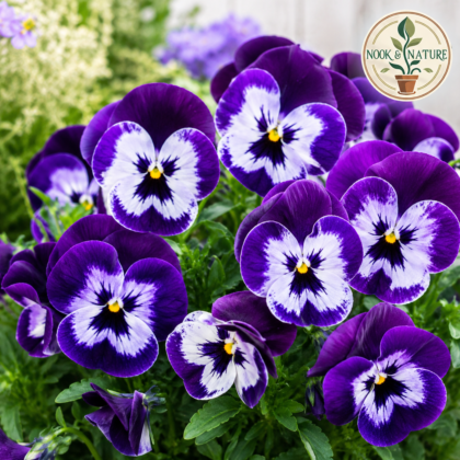 Pansy Violet White Blotch Flower Seeds