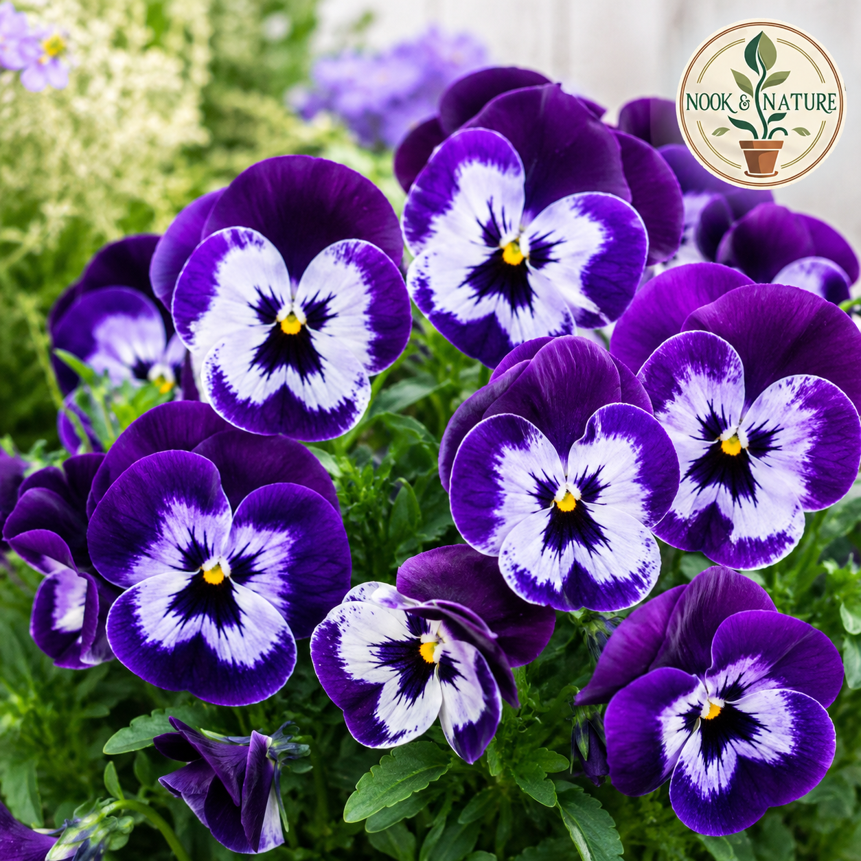 Pansy Violet White Blotch Flower Seeds