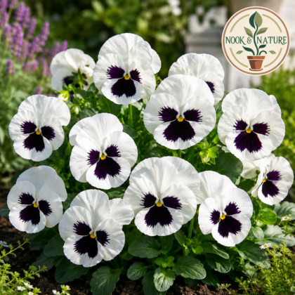 Pansy White Blotch Flower Seeds