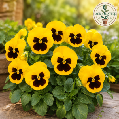 Pansy Yellow Blotch Flower Seeds