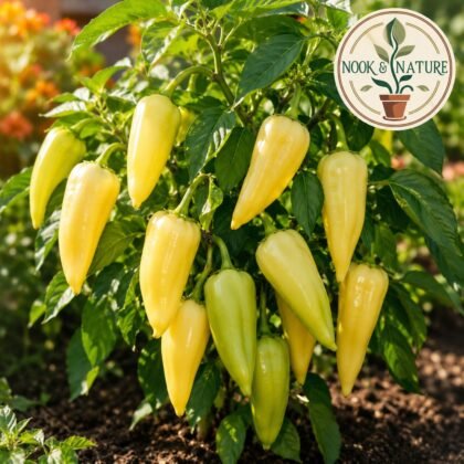 Pepper Santa Fe Grande Seeds